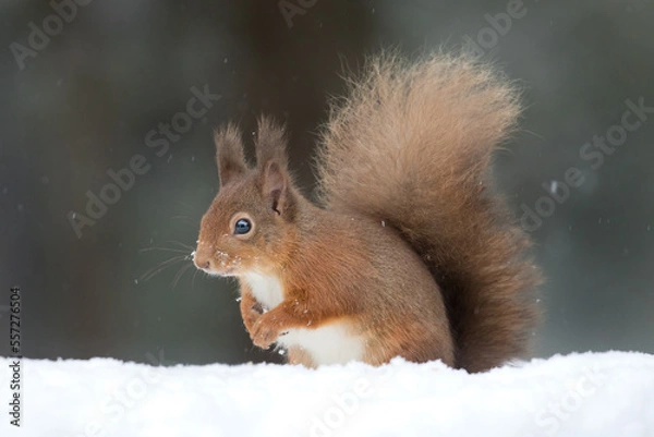 Obraz Red Squirrel (Sciurus vulgaris)