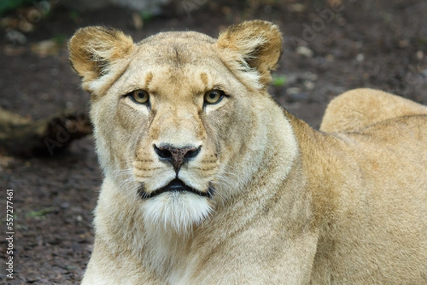 Obraz Lion (Panthera leo)