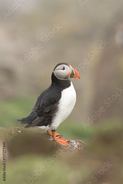 Obraz Puffin (Fratercula arctica)