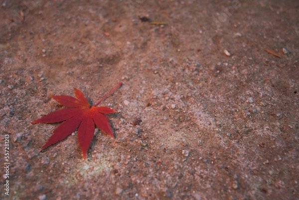 Obraz 一枚の落ち葉