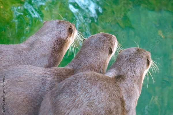 Obraz Closeup of a otter group in the zoo near green water from the back.