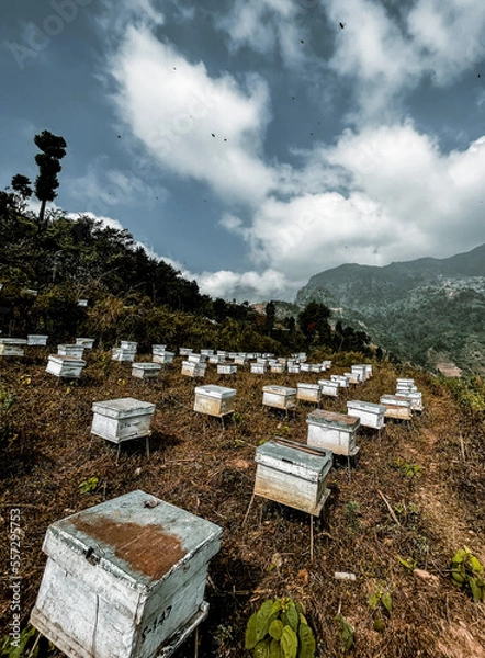 Obraz bee hives in the mountains