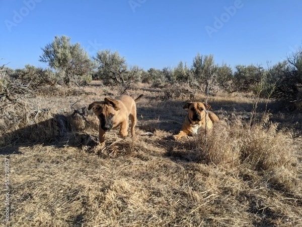 Fototapeta Desert Dogs