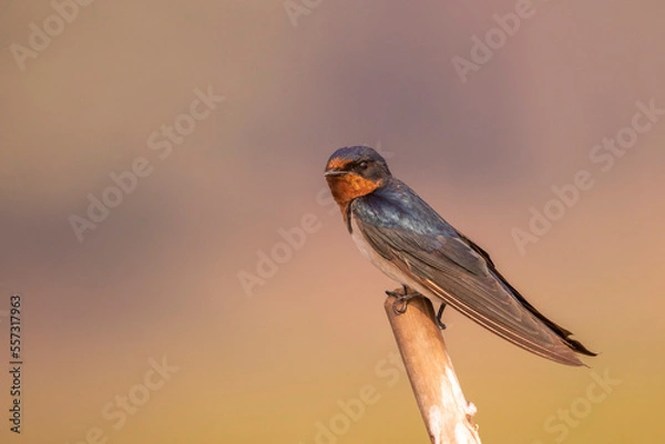 Obraz Barn swallow perching on the bamboo