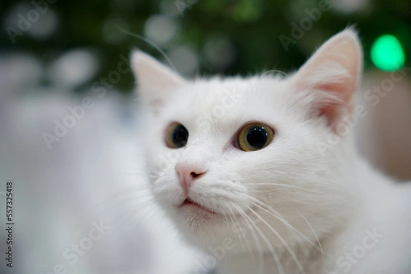 Obraz white cat on a white-green background