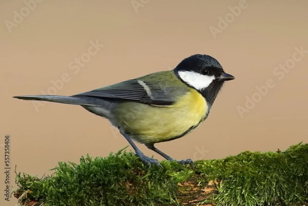 Obraz Great tit