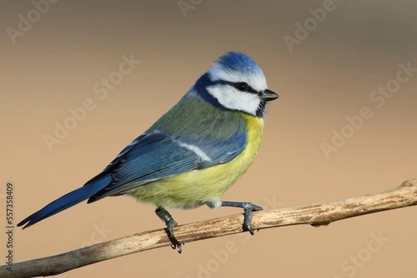 Obraz Blue tit