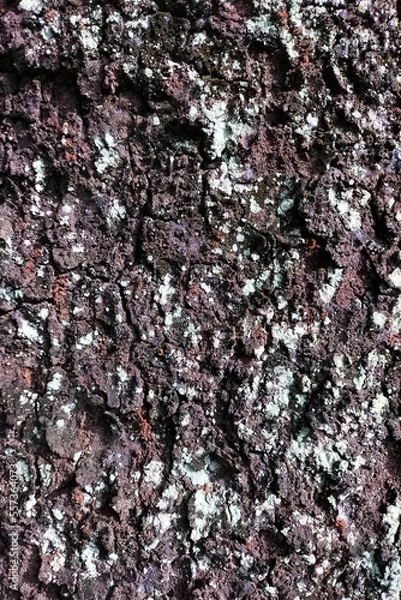 Obraz Wood Texture Background Tropical Tree