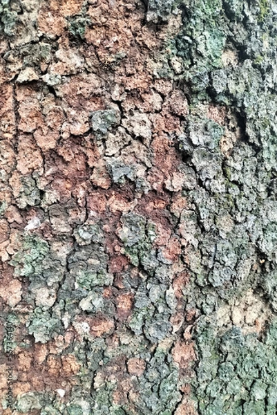 Obraz Wood Texture Background Tropical Tree