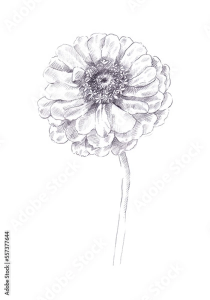 Obraz Hand drawn isolated single stem zinnia