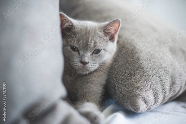 Fototapeta Playful fluffy cat crawling under a bed in bedroom