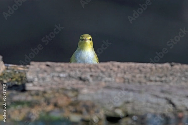 Fototapeta Wood Warbler in Hungary.
