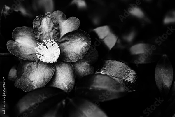 Obraz 椿（油茶）の花