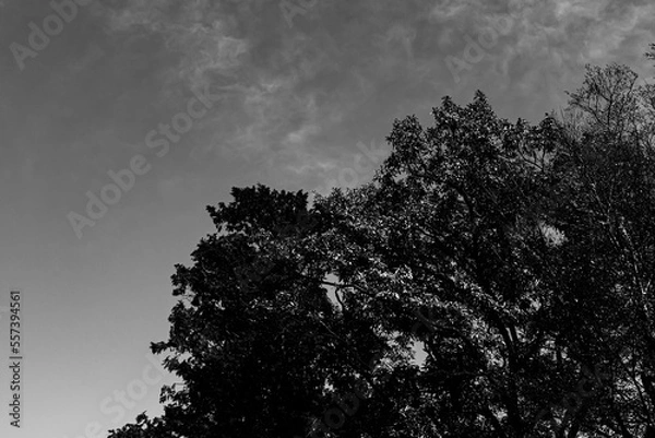 Obraz 晴天の空と樹木