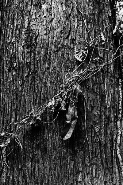 Obraz 樹皮と蔦