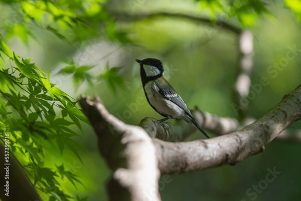 Fototapeta Great Tit 