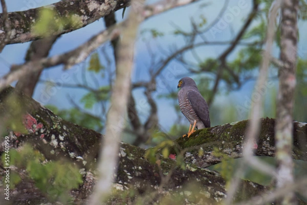 Fototapeta A hawk waiting for its prey.
Roadside Hawk (Rupornis magnirostris)
common name in Latam: Gavilán pollero
Location: Quindío, Colombia.
