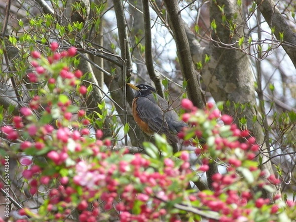 Obraz Merle d'Amérique