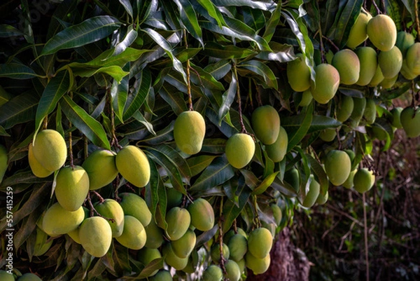 Fototapeta Closeup of beautiful unripe mangoes hanging on the mango tree branches among the green leaves