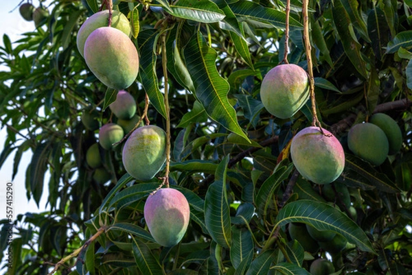 Fototapeta Closeup of beautiful mangoes hanging on the mango tree branches among the green leaves