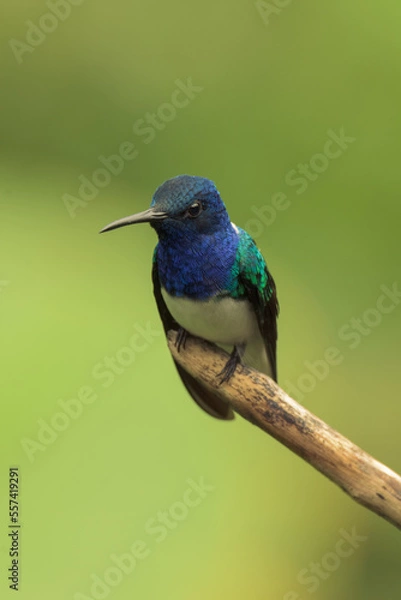 Fototapeta Colorful hummingbird of the andes.
White-necked jacobin (Florisuga mellivora) 
Common name in Latam: Colibrí collarejo

