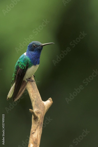 Fototapeta Colorful hummingbird of the andes.
White-necked jacobin (Florisuga mellivora) 
Common name in Latam: Colibrí collarejo

