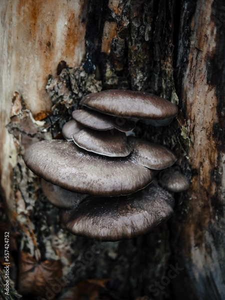 Obraz mushrooms on a tree trunk