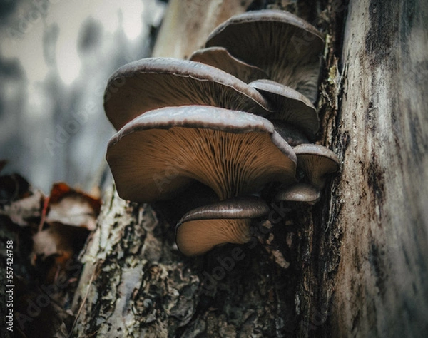 Obraz mushroom on a tree