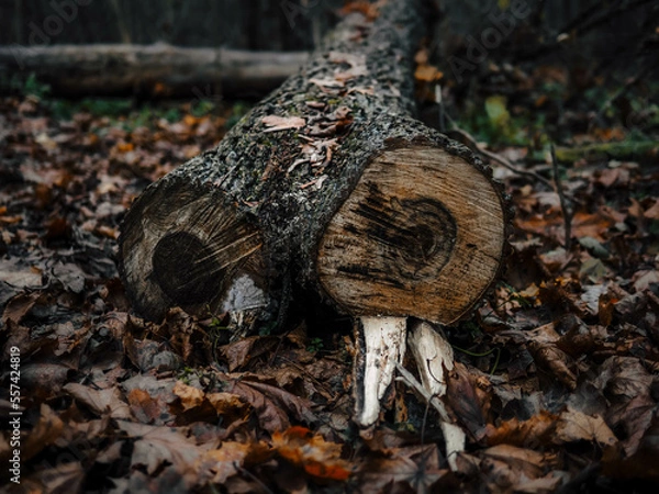 Obraz mushroom in the forest