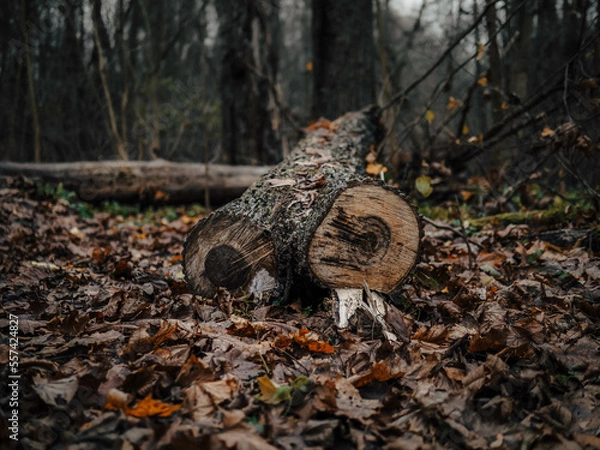 Obraz stump in the forest