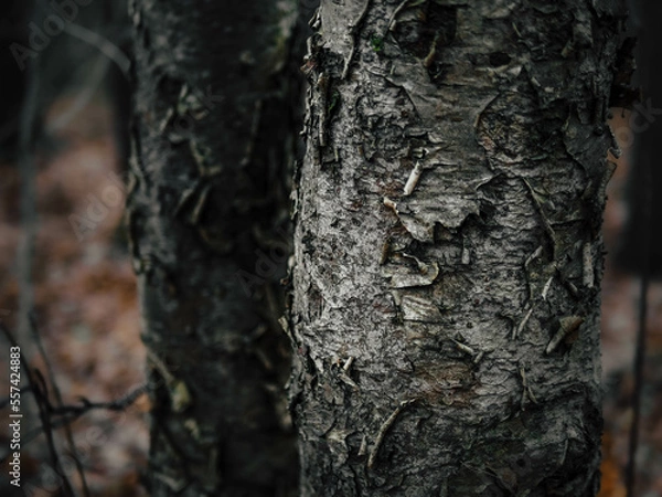 Obraz bark of a tree