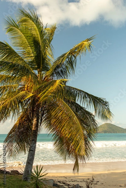 Obraz palm tree on the beach