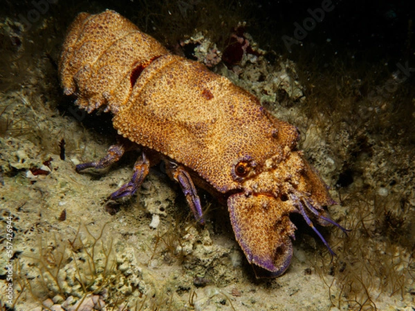 Fototapeta Mediterranean slipper lobster 