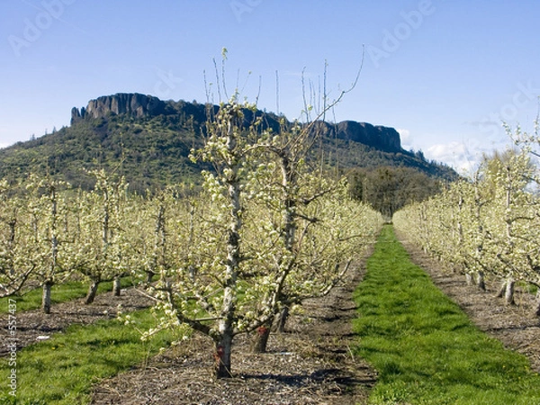 Obraz pear orchard in bloom