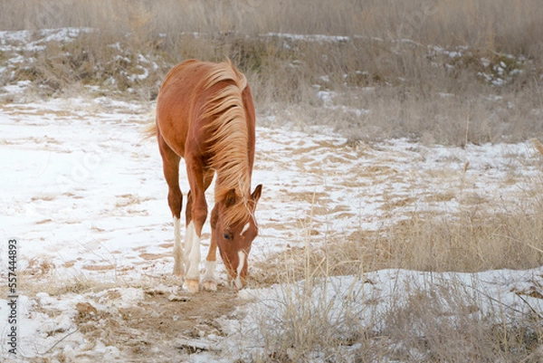 Fototapeta A small chestnut welsh pony foal frolics in freedom in a snowy landscape