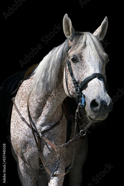 Fototapeta Portrait of a gray horse in riding gear on a black background