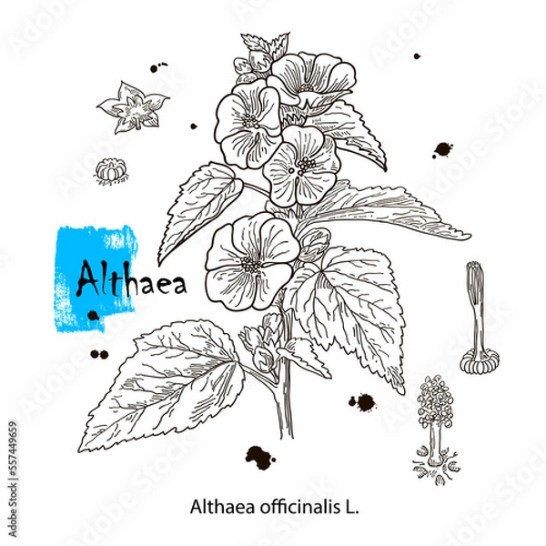 Fototapeta Althaea officinalis, or common marshmallow - medicinal herb. Hand drawn botanical vector illustration
