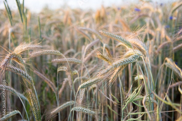 Fototapeta Closeup of rye ears on a field