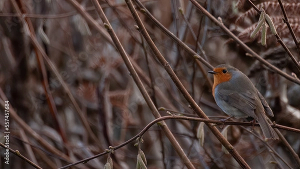 Obraz robin on a branch