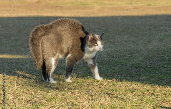Obraz A gray and white cat with her back bowed and hair standing up to look bigger and scarier as a warning