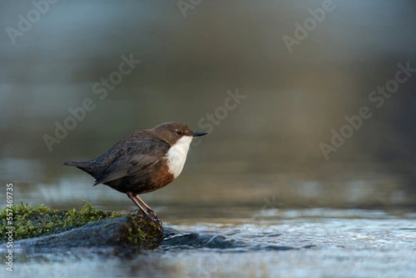 Fototapeta White-throated dipper looking for food in a small river