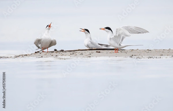 Fototapeta A group of common terns calling on a sandbar