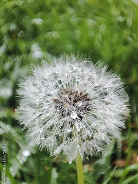 Obraz dandelion head