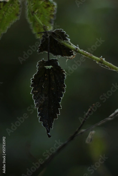 Obraz fairytale leaf