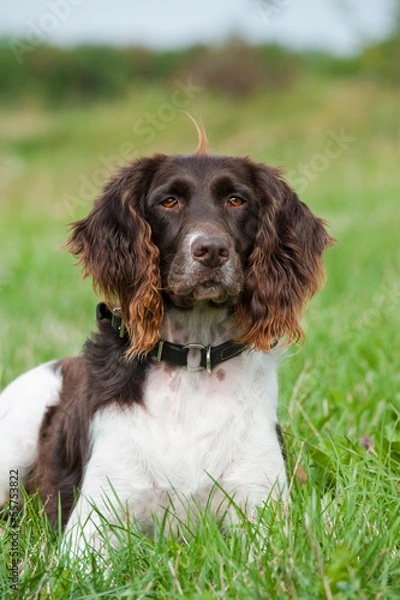 Obraz Kleiner Münsterländer
