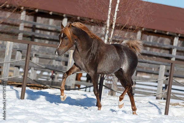 Obraz Beautiful arabian chestnut horse running on winter background, portrait in motion