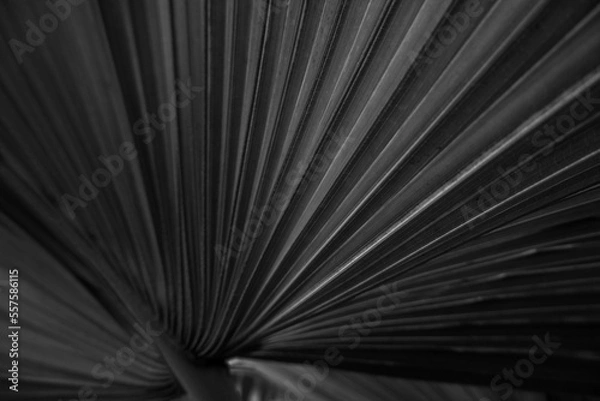 Fototapeta Pattern, Light, Shade, Black and White, palm leaf