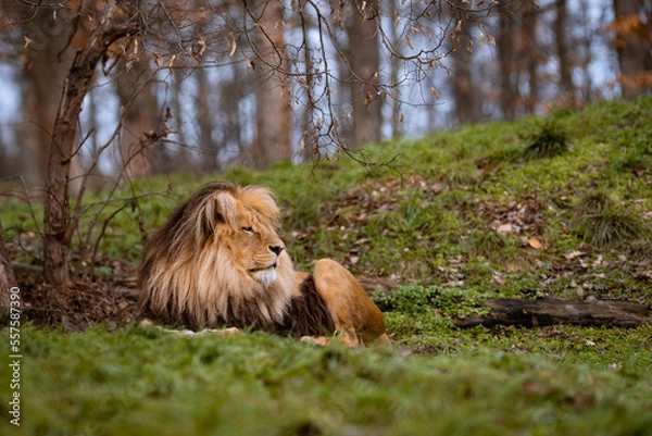 Obraz lion in the grass