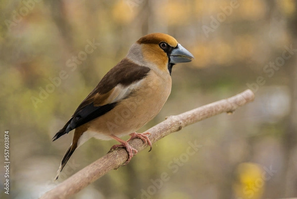 Obraz Kernbeisser  (Coccothraustes coccothraustes)