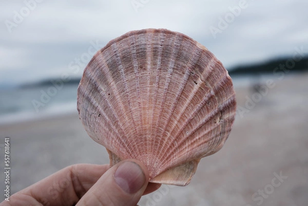 Obraz Scallop Shell